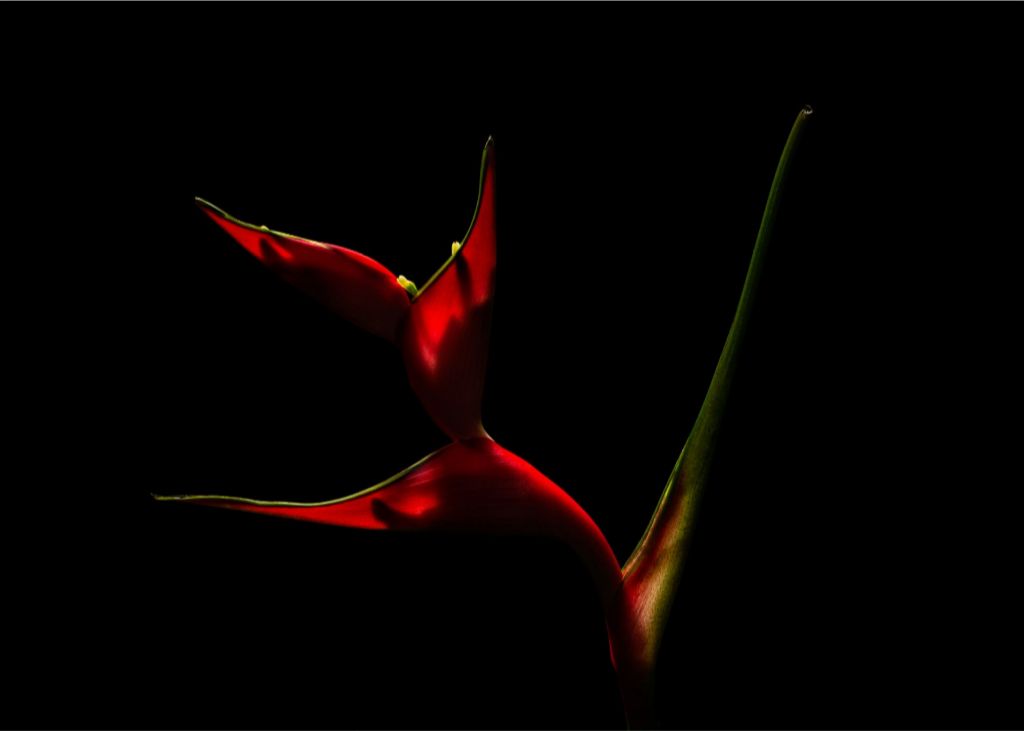 Heliconia Dancer