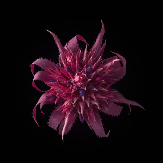 Notecard – Bromeliad Bloom