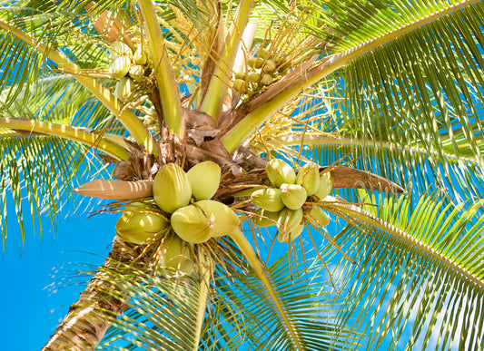 Notecard – Coconuts in the Shade