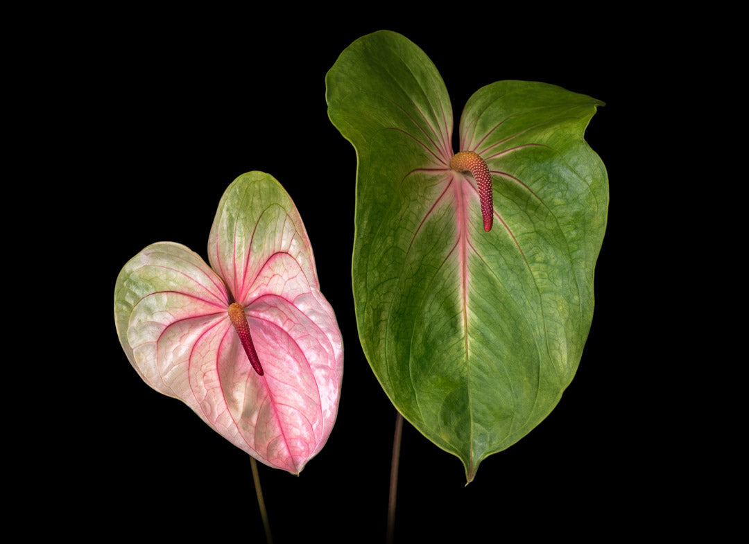 Notecard – Double Anthuriums