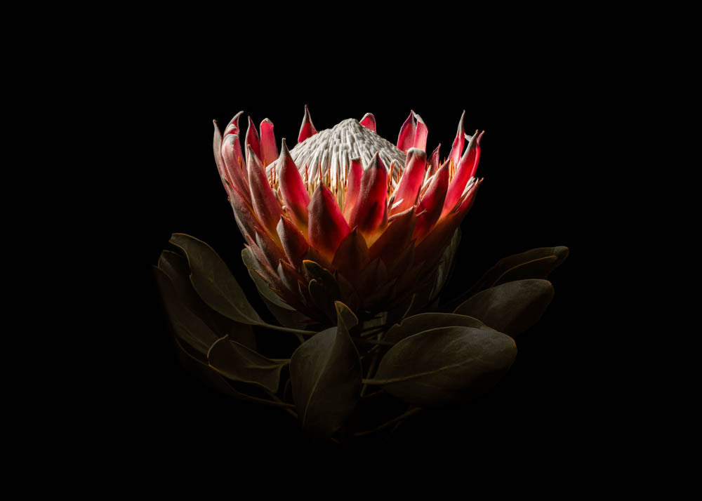 King Protea