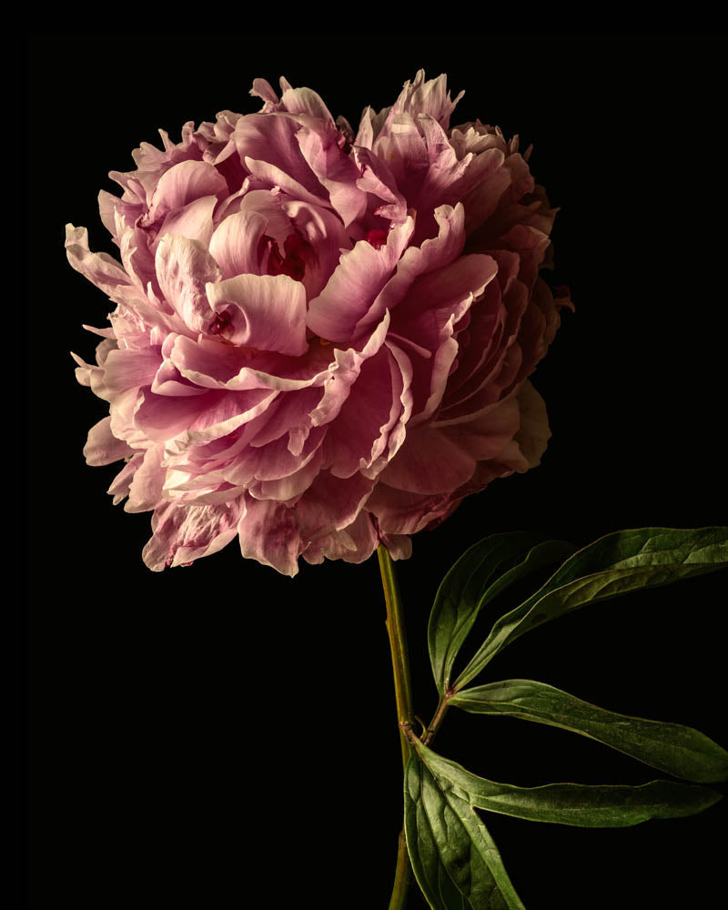 Peony One