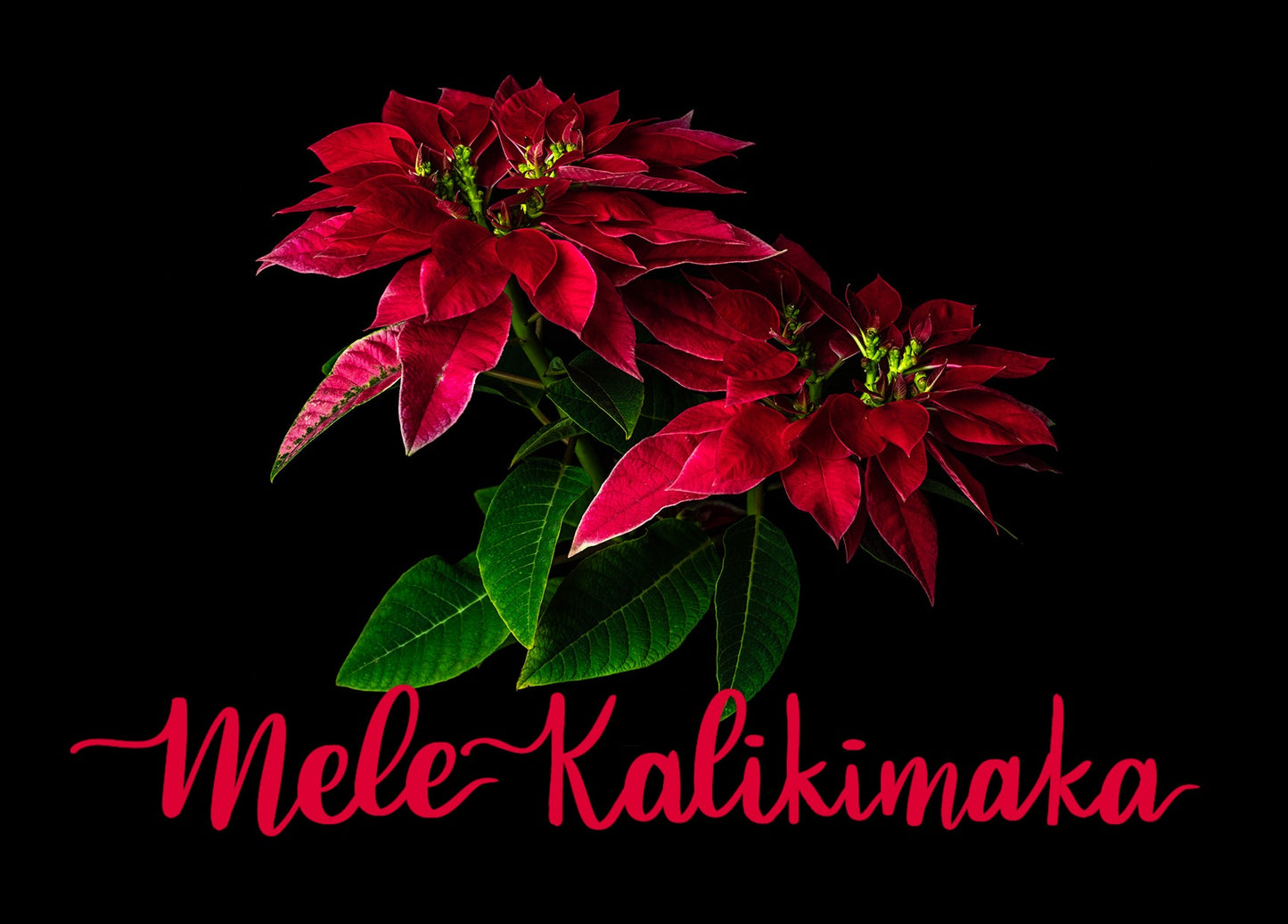 Notecard - Poinsettia Pair - Mele Kalikimaka