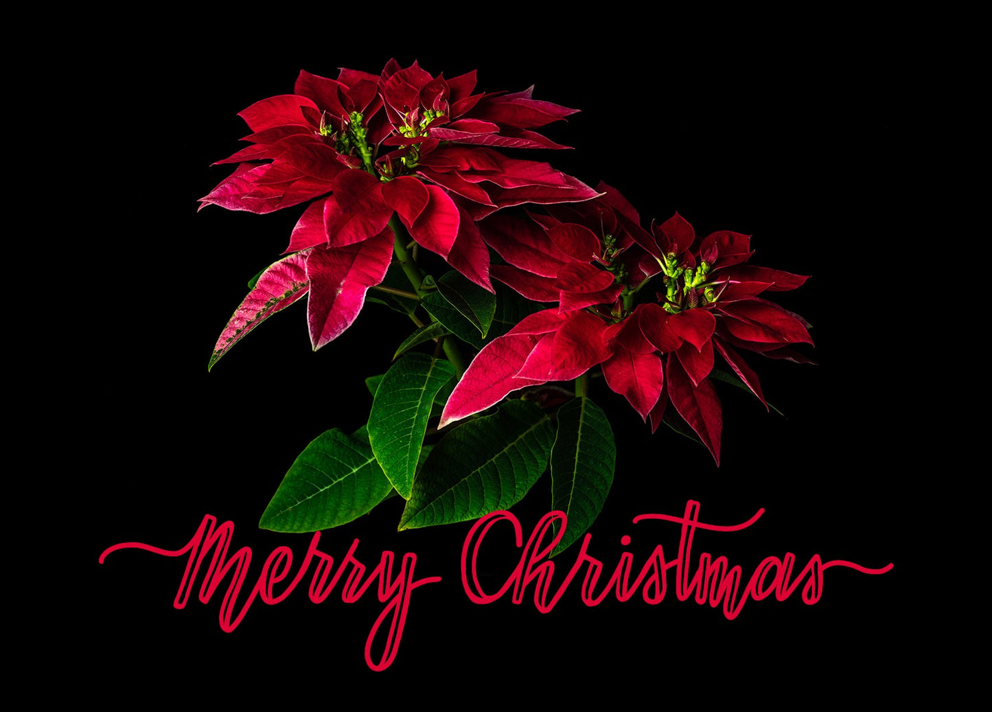 Notecard - Poinsettia Pair - Merry Christmas