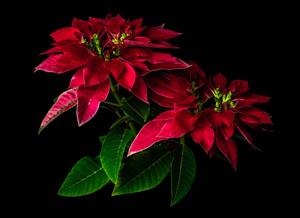 Notecard – Poinsettia Pair