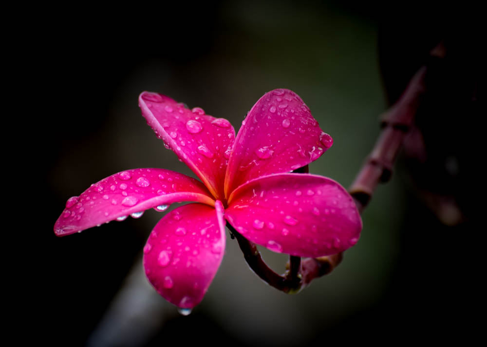 Pretty in Pink