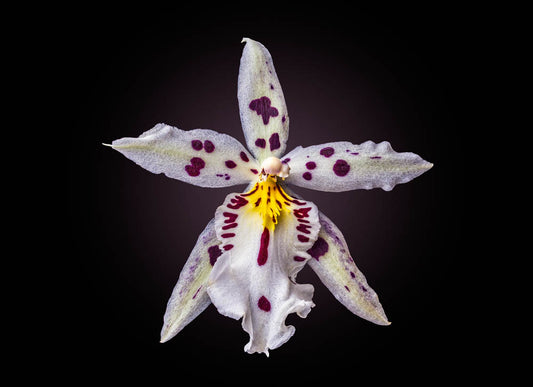 Notecard – Spotted Orchid