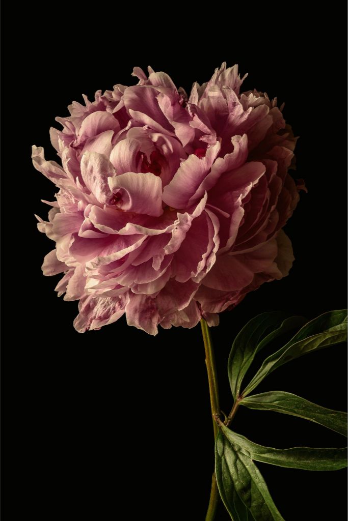 Peony One