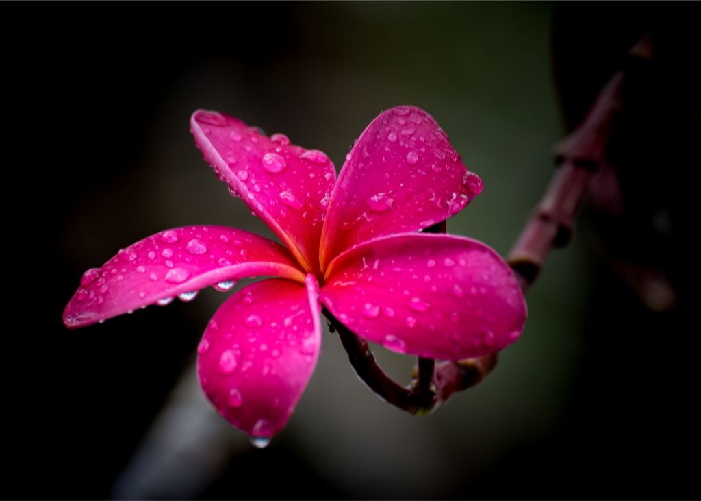 Pretty in Pink