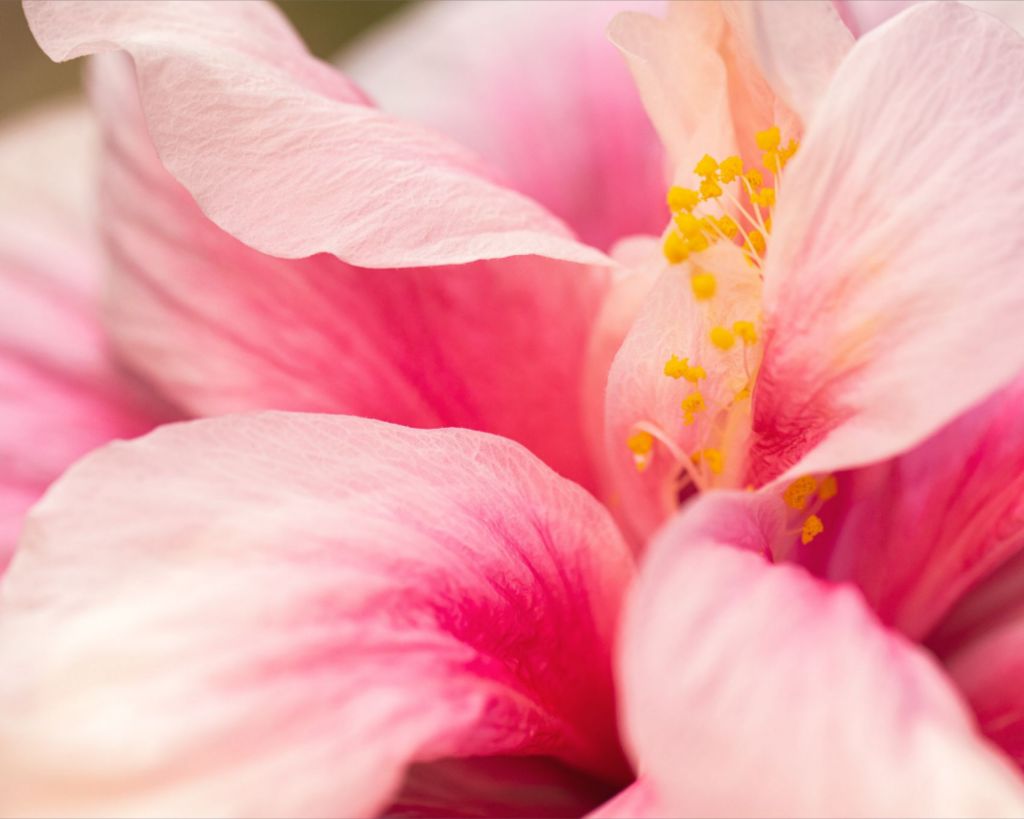 Blushing Hibiscus Fine Art Print