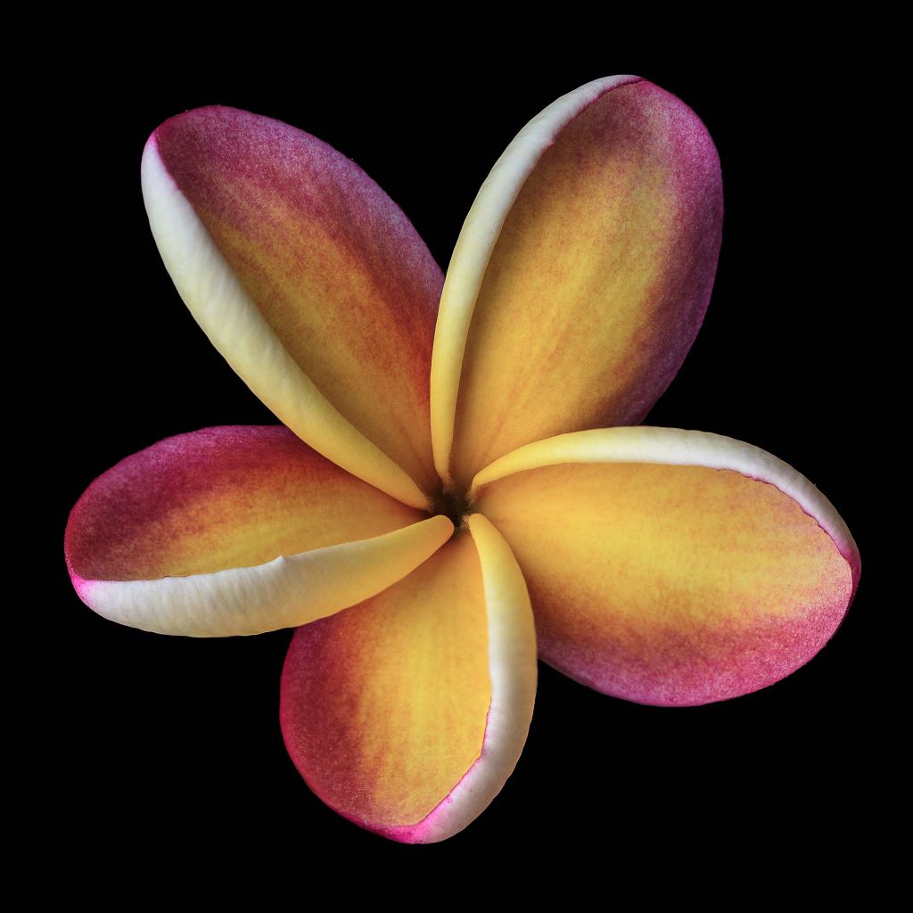 Grandpa's Rainbow Plumeria