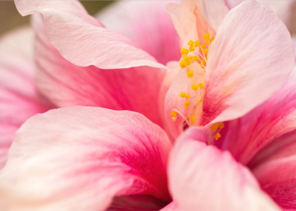 Blushing Hibiscus Fine Art Print