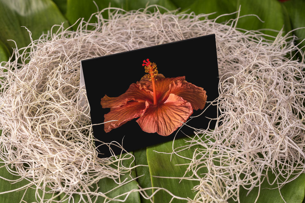 Notecard – Orange Hibiscus