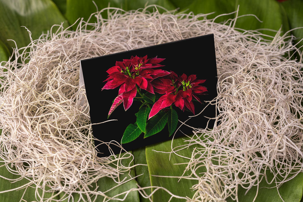 Notecard – Poinsettia Pair