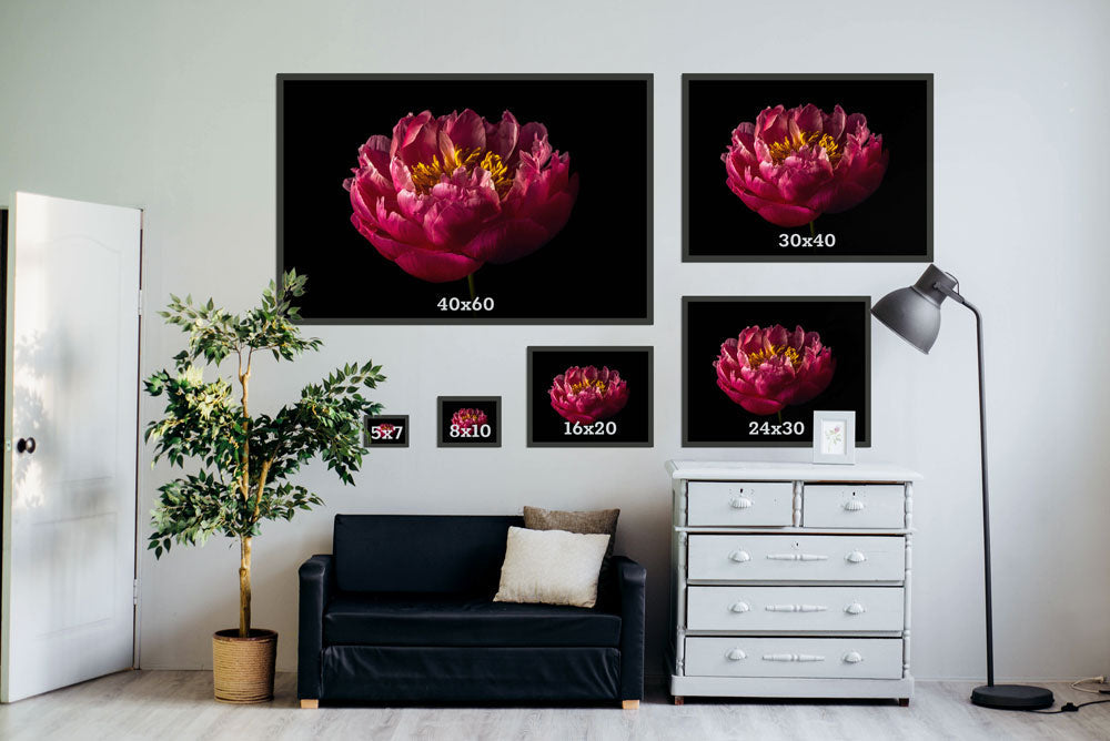 Peony Perfection