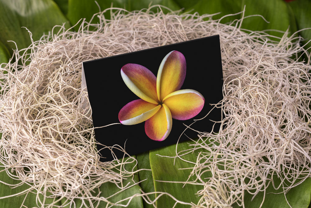 Notecard – Rainbow Plumeria