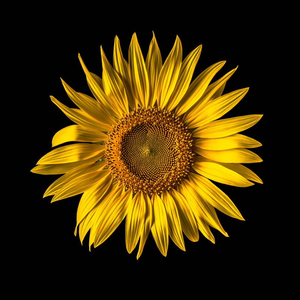 Notecard - Sunflower - Autumn Sun