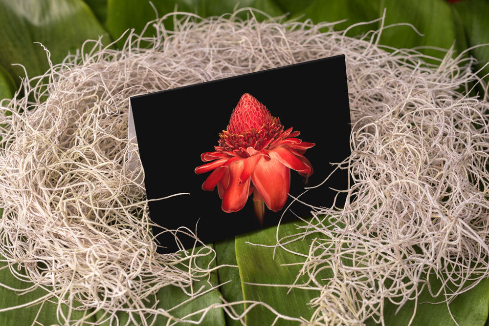 Notecard – Torch Ginger